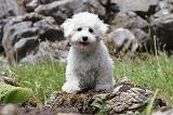 BICHON FRISE 503